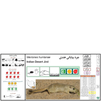 گونه جرد هندی Indian Desert Jird